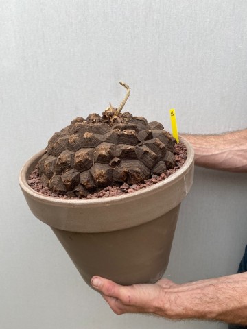 26 dioscorea mexicana nr 26 6
