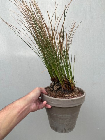 3 calibanus hookeri nr 3 1