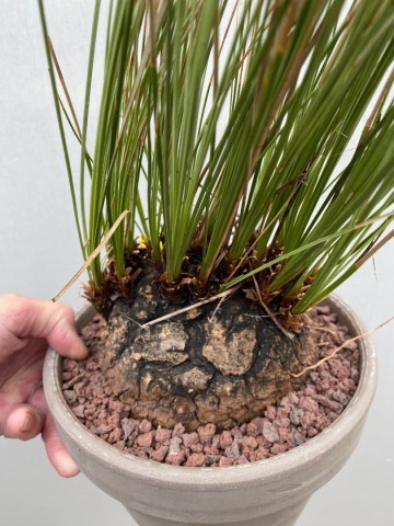 3 calibanus hookeri nr 3 2