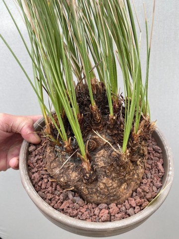 3 calibanus hookeri nr 3 3