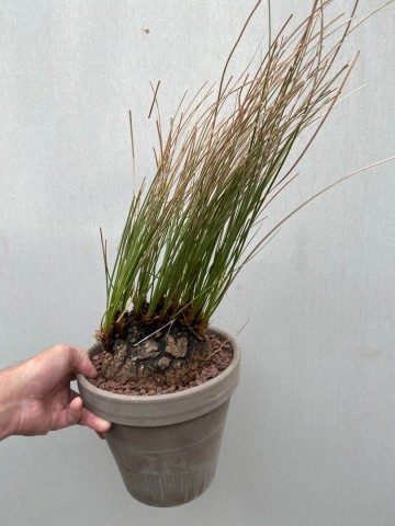 3 calibanus hookeri nr 3 4