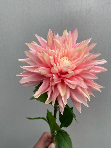 3 dahlia zijde nr 3 2