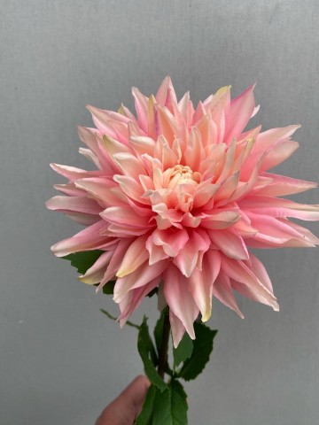 3 dahlia zijde nr 3 3