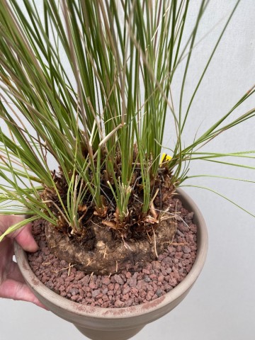 4 calibanus hookeri nr 4 3