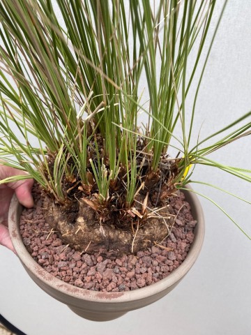 4 calibanus hookeri nr 4 4