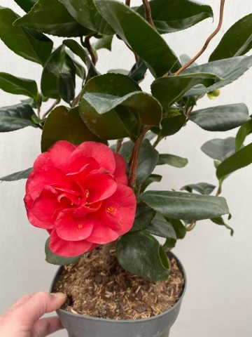 4 camellia japonica curly lady large 2