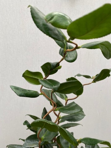 4 camellia japonica curly lady large 3