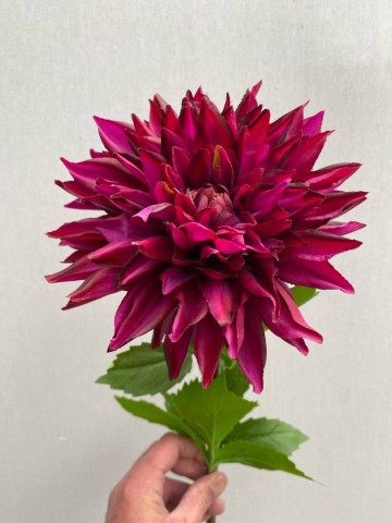 4 dahlia zijde nr 4 1