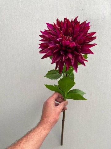 4 dahlia zijde nr 4 2