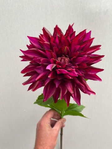 4 dahlia zijde nr 4 3