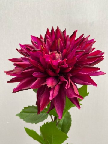 4 dahlia zijde nr 4 4