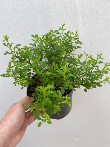 44091331715704496004041864352677135458959569n