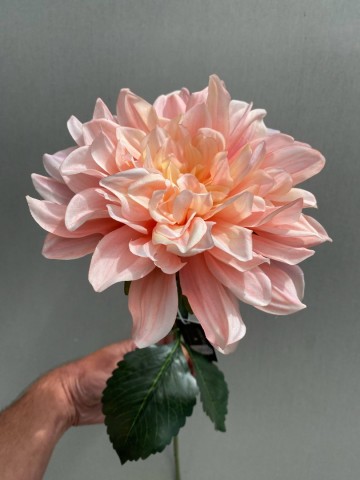 5 dahlia zijde nr 5 1