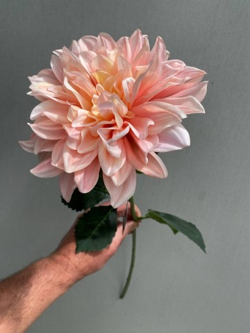 5 dahlia zijde nr 5 2