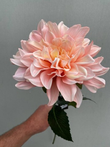 5 dahlia zijde nr 5 3