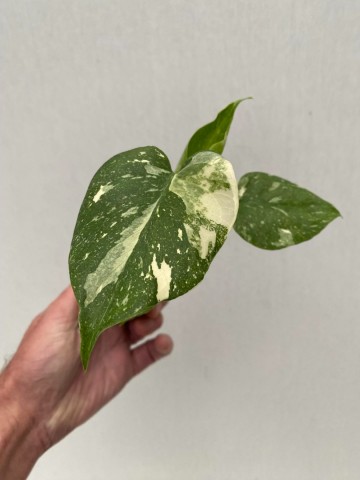 52e55291 4751 41bb 9b65 d2e2bdc78828