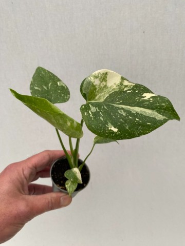 57e865e8 b4a7 407b a934 d2d3ba36d7d9