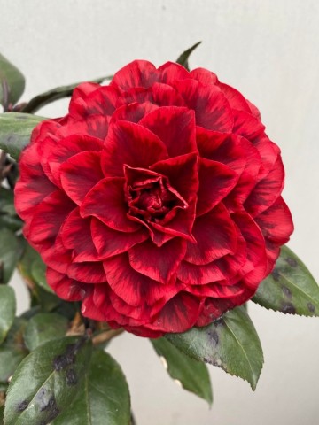 6 camellia japonica femme fatale 5 0