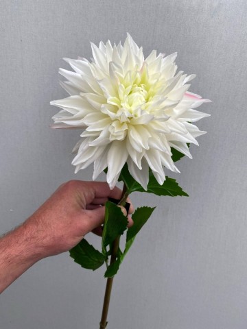 7 dahlia zijde nr 7 1