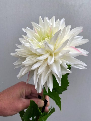 7 dahlia zijde nr 7 2