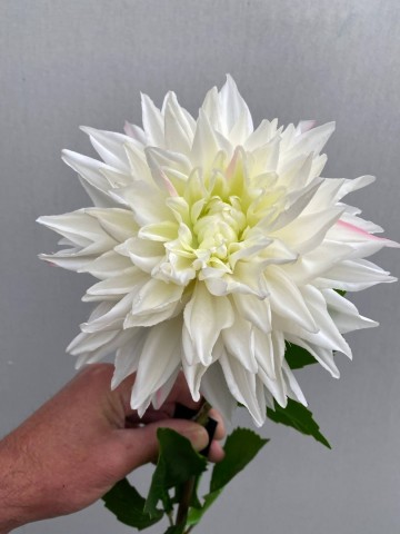 7 dahlia zijde nr 7 3