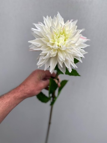 7 dahlia zijde nr 7 4