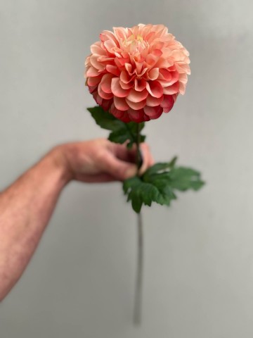 8 dahlia zijde nr 8 6