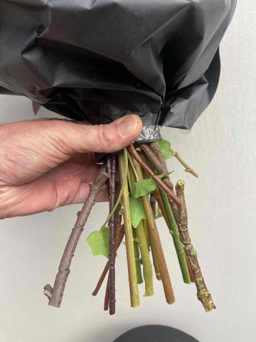 86 zijde boeket matthijs plantenpaleis 86 6