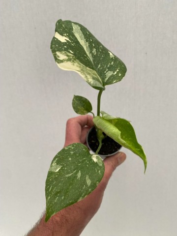 87464271 fe86 4c2c bac3 1d91021f7841