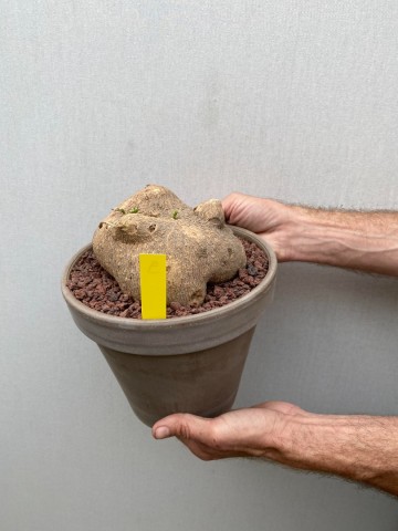 9 ibervillea lindheimeri nr 9 4