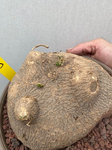 9 ibervillea lindheimeri nr 9 8