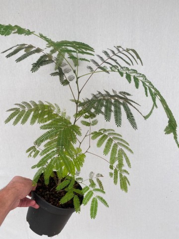 Albizia julibrissin 1