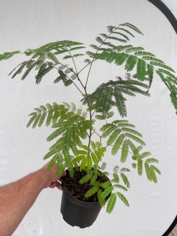 Albizia julibrissin 2