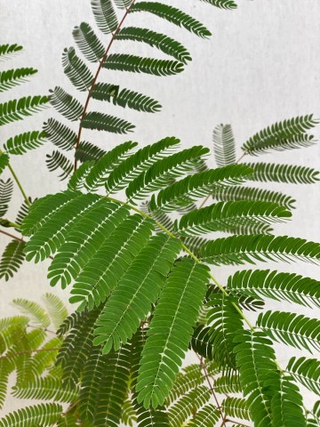 Albizia julibrissin 3