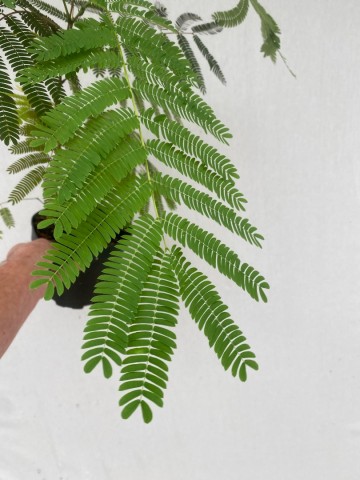 Albizia julibrissin 4