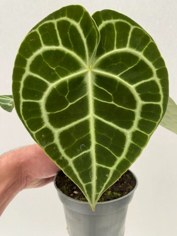 Anthurium clarinervium 1