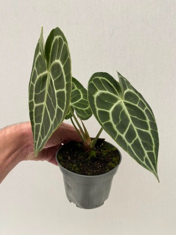 Anthurium clarinervium 3