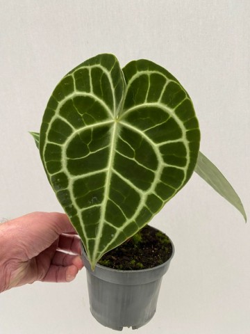 Anthurium clarinervium 4