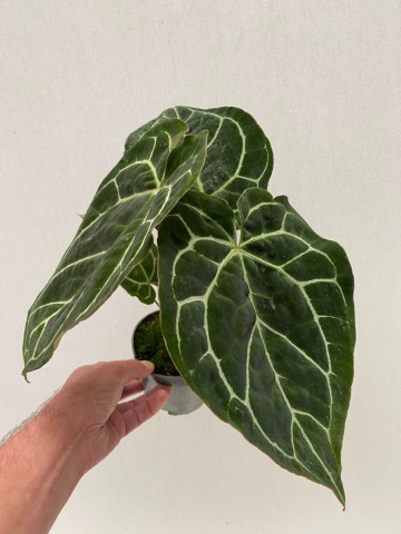 Anthurium crystallinum 1