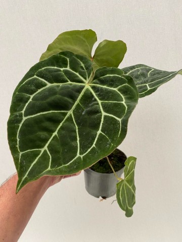 Anthurium crystallinum 2