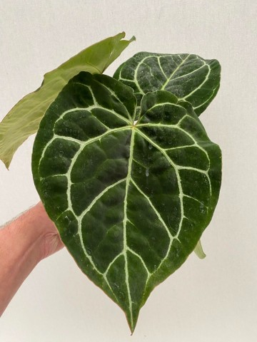 Anthurium crystallinum 3