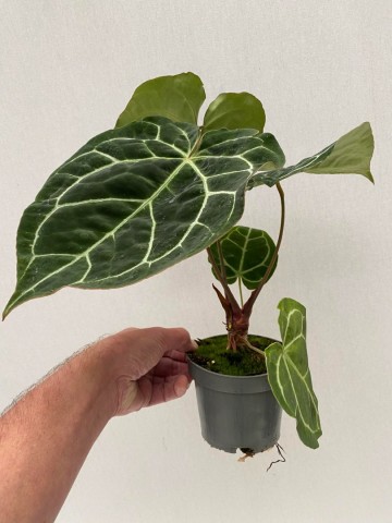 Anthurium crystallinum 4