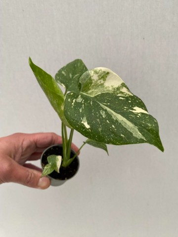 C8d27687 09ad 46a1 8164 9cd865cbead6