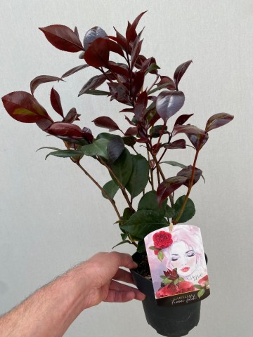 Camellia japonica femme fatale 1