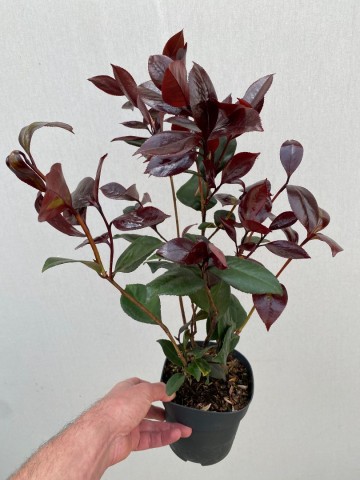 Camellia japonica femme fatale 3