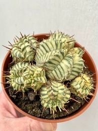 Euphorbia meloformis variegata 3