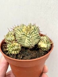Euphorbia meloformis variegata 5