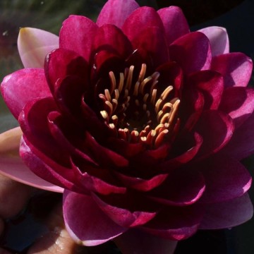 Nymphaea almost black  matthijs hazeleger   de grote tuinverbouwing waterlilies 1 1