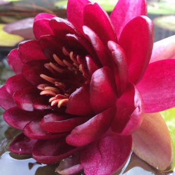 Nymphaea almost black  matthijs hazeleger   de grote tuinverbouwing waterlilies 1 2