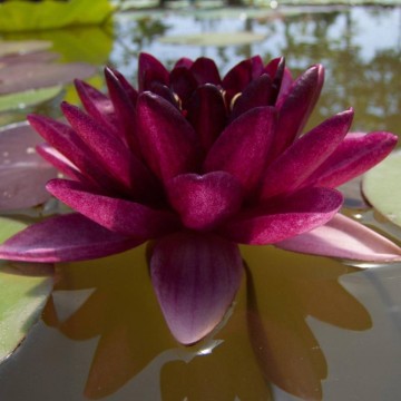 Nymphaea almost black  matthijs hazeleger   de grote tuinverbouwing waterlilies 1 3